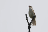 Korean Bush-warbler Horornis canturians