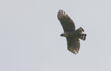 Mountain Hawk-eagle Nisaetus nipalensis