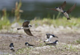 Asian House Martin Delichon dasypus