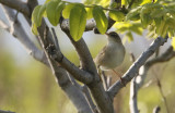 Pleske’s Grasshopper-warbler Locustella pleskei