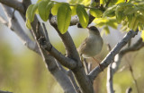 Pleskes Grasshopper-warbler  Locustella pleskei