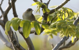 Pleske’s Grasshopper-warbler Locustella pleskei