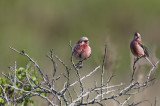 Long-tailed Rosefinch Carpodacus sibiricus