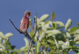 Long-tailed Rosefinch Carpodacus sibiricus