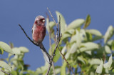 Long-tailed Rosefinch Carpodacus sibiricus