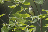 Black-faced Bunting Emberiza spodocephala