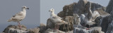 Slaty-backed Gull Larus schistisagus