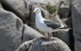 Slaty-backed Gull Larus schistisagus
