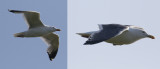 Slaty-backed Gull Larus schistisagus