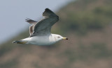 Black-tailed Gull Larus crassirostris