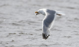 Mongolian gull, Larus mongolicus