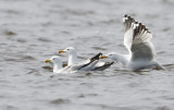 Mongolian gull, Larus mongolicus