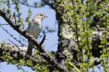 Radde's Warbler Phylloscopus schwarzi.
