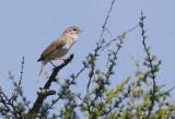 Radde's Warbler Phylloscopus schwarzi.