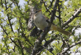 Radde's Warbler Phylloscopus schwarzi.