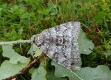 Clifden Nonpareil    Blbandat ordensfly