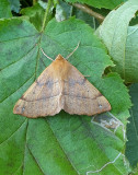 Feathered Thorn   Spinnarmtare