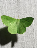 Large Emerald  Dagfjrilsmtare