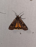 Large Yellow Underwing   Strre bandfly