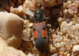 Enoclerus cordifer; Checkered Beetle species