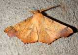 6797 - Ennomos magnaria; Maple Spanworm