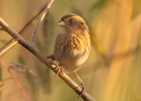 Nelsons Sparrow