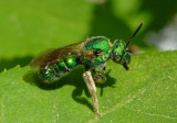 Agapostemon sericeus; Silky Striped Sweat Bee; female