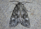 9989 - Sutyna privata; Private Sallow Moth