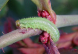 Cladius difformis; Bristly Rose Slug