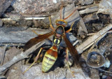 Polistes dorsalis; Paper Wasp species
