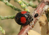 Chilocorus cacti; Cactus Lady Beetle