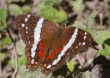 Anartia fatima; Banded Peacock
