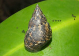 Angulate Periwinkle