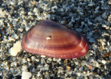 Coquina Shell