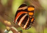 Dryadula phaetusa; Banded Orange Heliconian