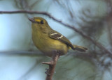 Mangrove Vireo