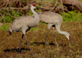 Sandhill Cranes