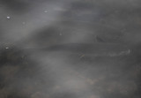 Striped Mullet