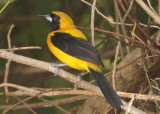 Yellow-backed Oriole