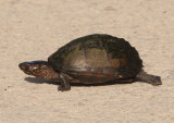 Scorpion Mud Turtle