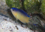 Beaugregory Damselfish; juvenile