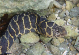 Chain Moray Eel