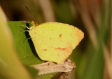 Eurema mexicana; Mexican Yellow