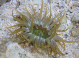 Pale Clumping Anemone