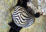 Zebra Nerites
