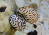 Zebra Nerites