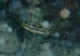 Black Margate; juvenile