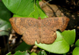 Emesis mandana; Great Tanmark; female