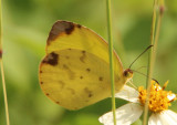 Eurema dina; Dina Yellow; female