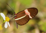 Heliconius erato; Erato Heliconian